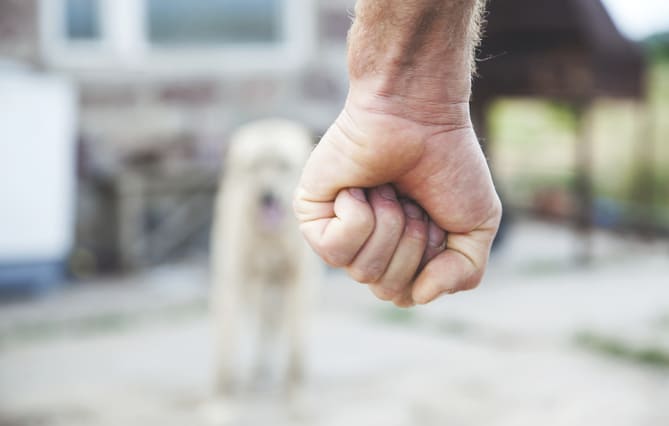 Faute de preuves, les délits sont trop souvent requalifiés en contravention dans les affaires de maltraitance animale